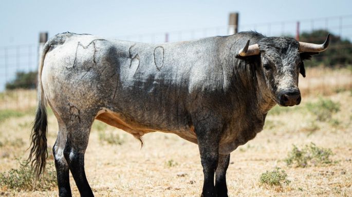 Novillos de Los Maños para el martes 8 de septiembre en Arganda del Rey