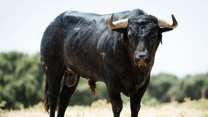 Novillos de Los Maños para el martes 8 de septiembre en Arganda del Rey