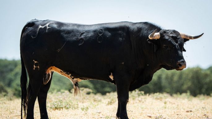 Novillos de Los Maños para el martes 8 de septiembre en Arganda del Rey