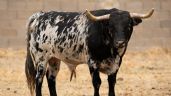 Foto ilustrativa de la nota titulada: Novillada de Valdefresno para el miércoles 9 de septiembre en Arganda del Rey