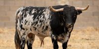 Novillada de Valdefresno para el miércoles 9 de septiembre en Arganda del Rey