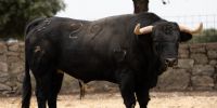 Novillada de Valdefresno para el miércoles 9 de septiembre en Arganda del Rey