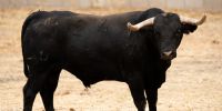 Novillada de Valdefresno para el miércoles 9 de septiembre en Arganda del Rey