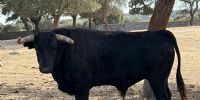 Novillada de Valdefresno para el miércoles 9 de septiembre en Arganda del Rey