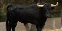 Novillada de Valdefresno para el miércoles 9 de septiembre en Arganda del Rey