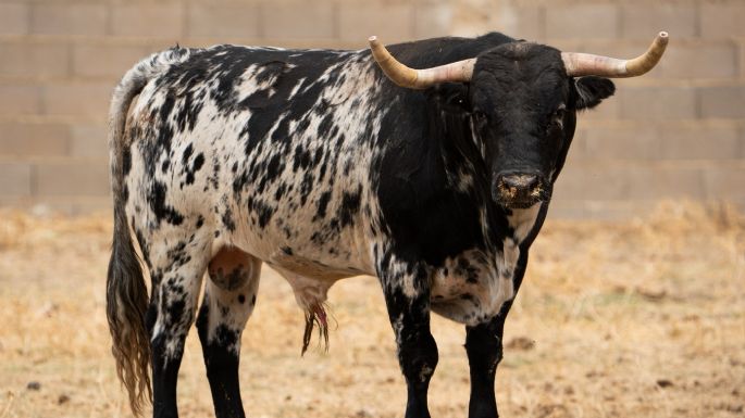 Novillada de Valdefresno para el miércoles 9 de septiembre en Arganda del Rey