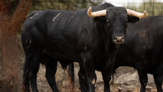 Novillada de Valdefresno para el miércoles 9 de septiembre en Arganda del Rey