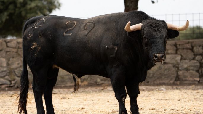 Novillada de Valdefresno para el miércoles 9 de septiembre en Arganda del Rey