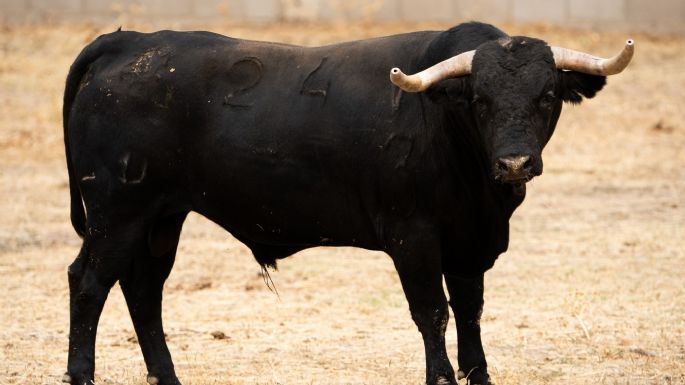 Novillada de Valdefresno para el miércoles 9 de septiembre en Arganda del Rey
