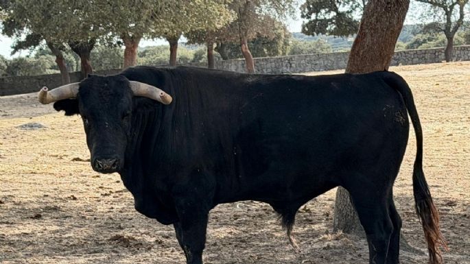 Novillada de Valdefresno para el miércoles 9 de septiembre en Arganda del Rey