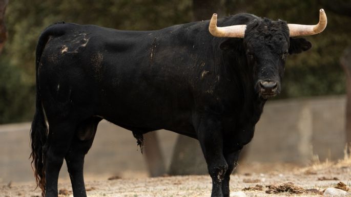 Novillada de Valdefresno para el miércoles 9 de septiembre en Arganda del Rey