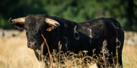 Novillos de Baltasar Ibán para el jueves 10 de septiembre en Arganda del Rey