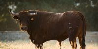 Novillos de Baltasar Ibán para el jueves 10 de septiembre en Arganda del Rey