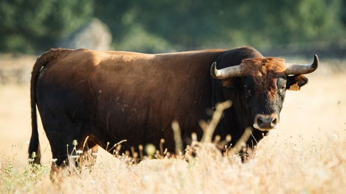 Novillos de Baltasar Ibán para el jueves 10 de septiembre en Arganda del Rey