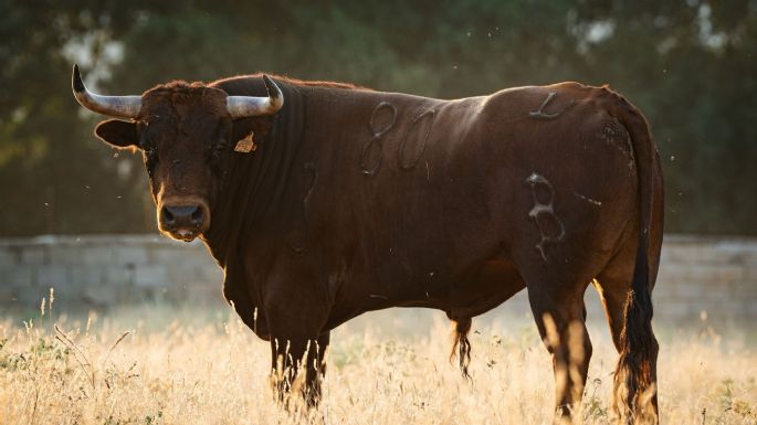 Novillos de Baltasar Ibán para el jueves 10 de septiembre en Arganda del Rey