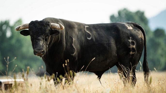 Novillos de Baltasar Ibán para el jueves 10 de septiembre en Arganda del Rey