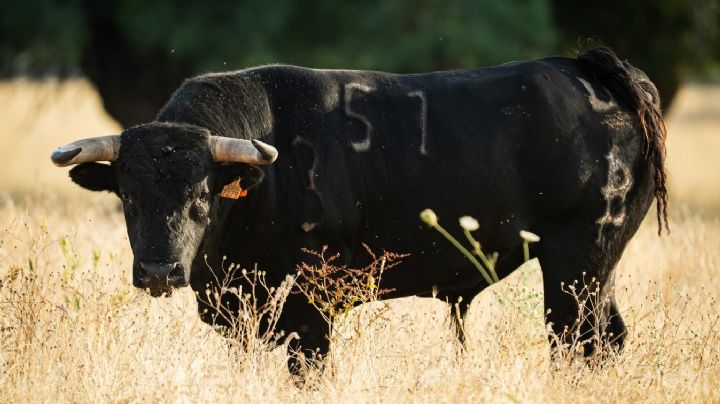 Novillos de Baltasar Ibán para el jueves 10 de septiembre en Arganda del Rey