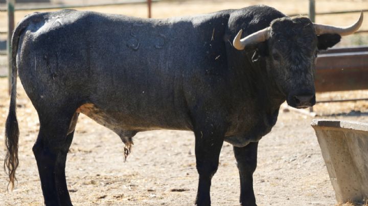 Trapío y lujo en la corrida de Victorino Martín para su regreso a Huesca (fotos)