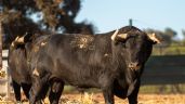 Foto ilustrativa de la nota titulada: Lujo de hechuras de Araúz de Robles para la corrida de toros de Utiel