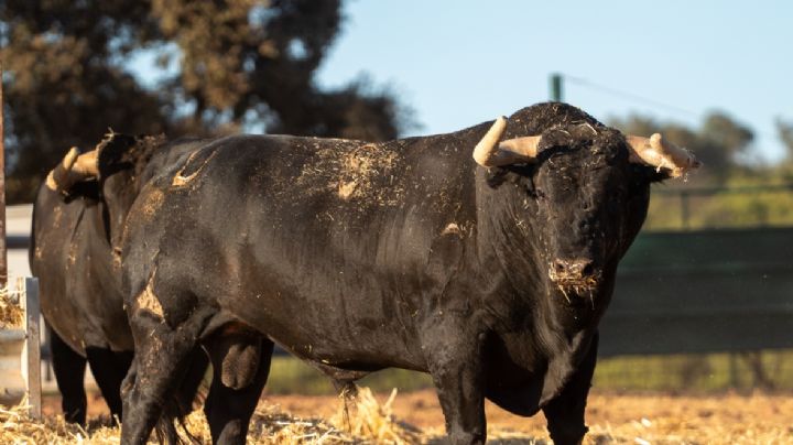 Lujo de hechuras de Araúz de Robles para la corrida de toros de Utiel