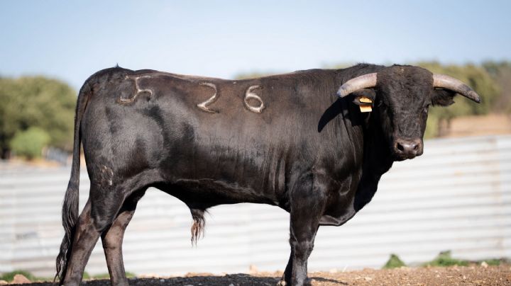 Los novillos de Cerrolongo y Víctor Huertas para la final de la Vid de Plata