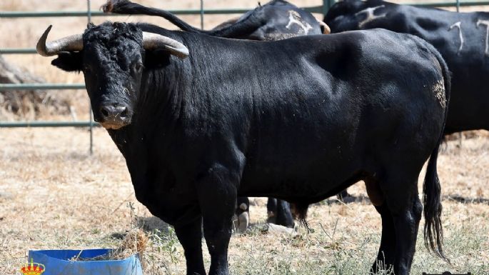 Novillos de Hijos Celestino Cuadri para el 10 de septiembre en Villaseca de la Sagra