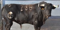 Los novillos de Concha y Sierra para el lunes 14 de septiembre en Arganda del Rey