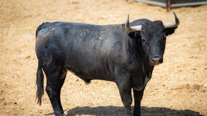 Seria y entipada corrida de Victorino Martín para el 125.º aniversario de Cehegín