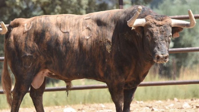 Trapío de los toros de Conde de Mayalde para Albacete
